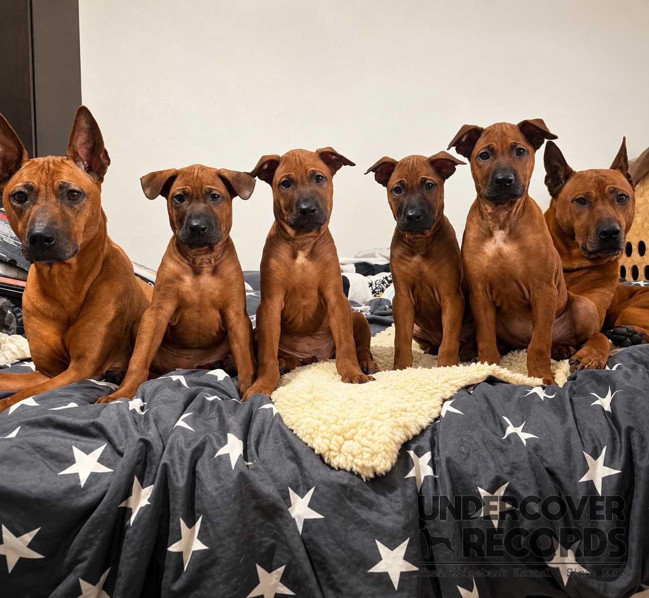 Boss, Foxx and the A litter together