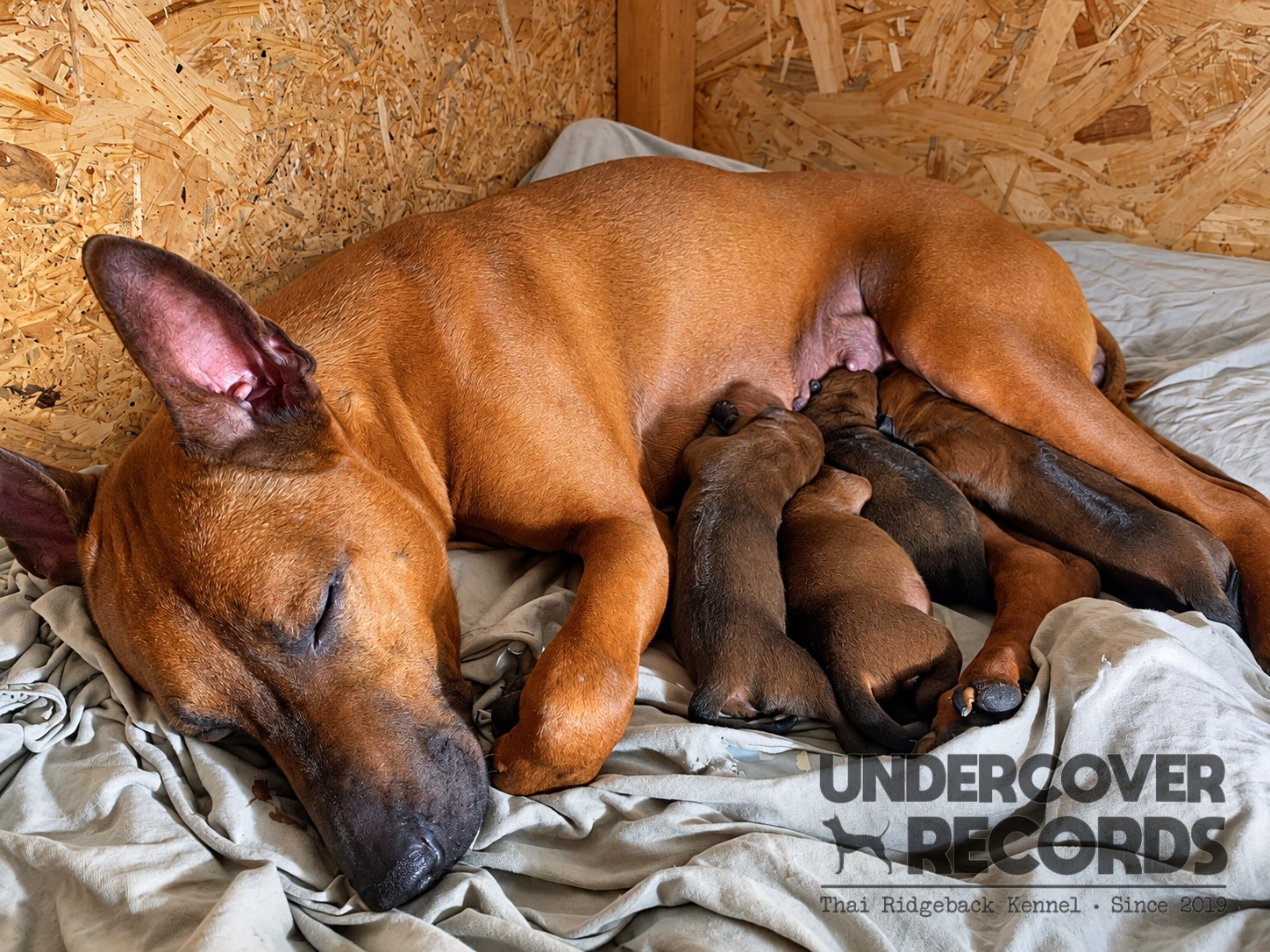 Foxx with her A litter