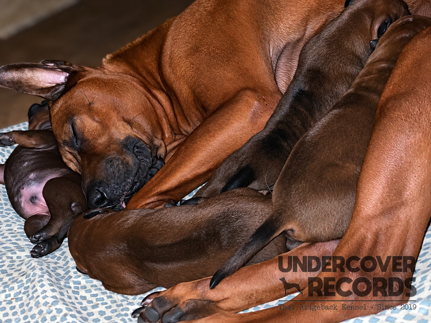 The first days of the A litter