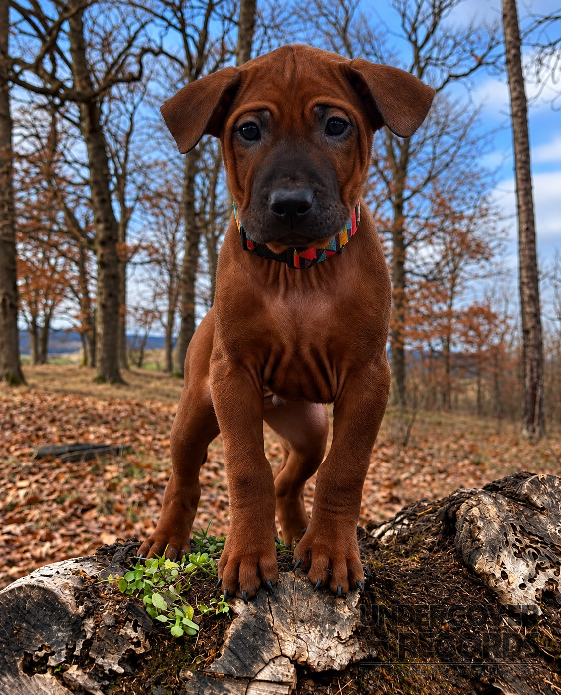 A litter puppy
