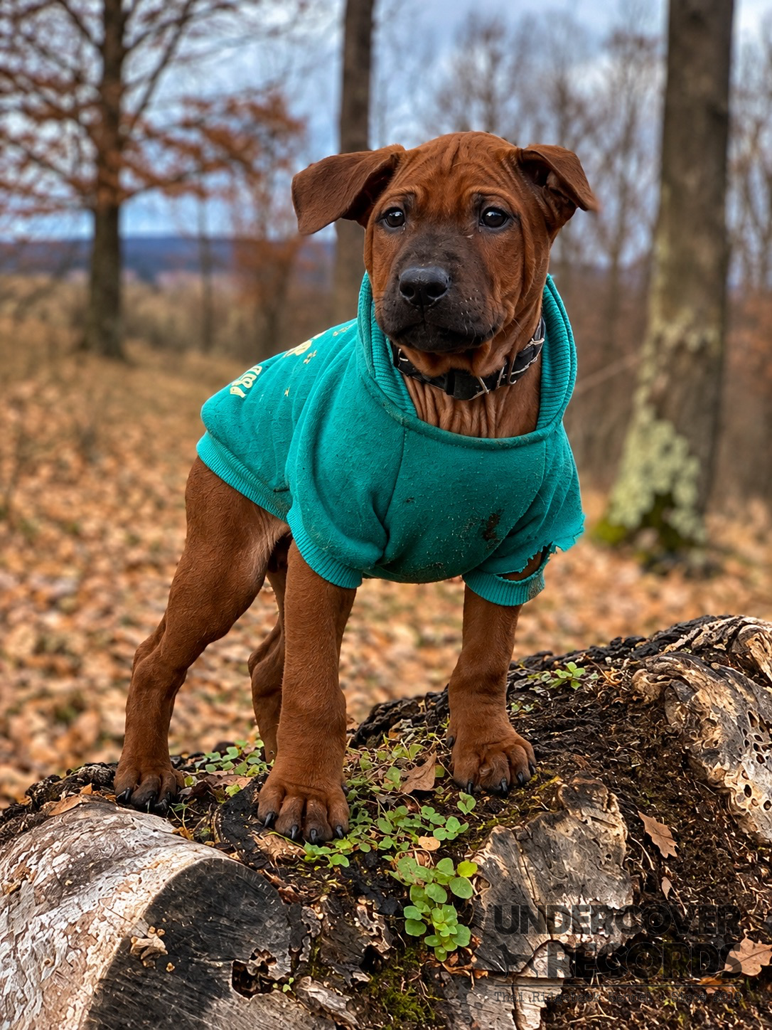 A litter puppy