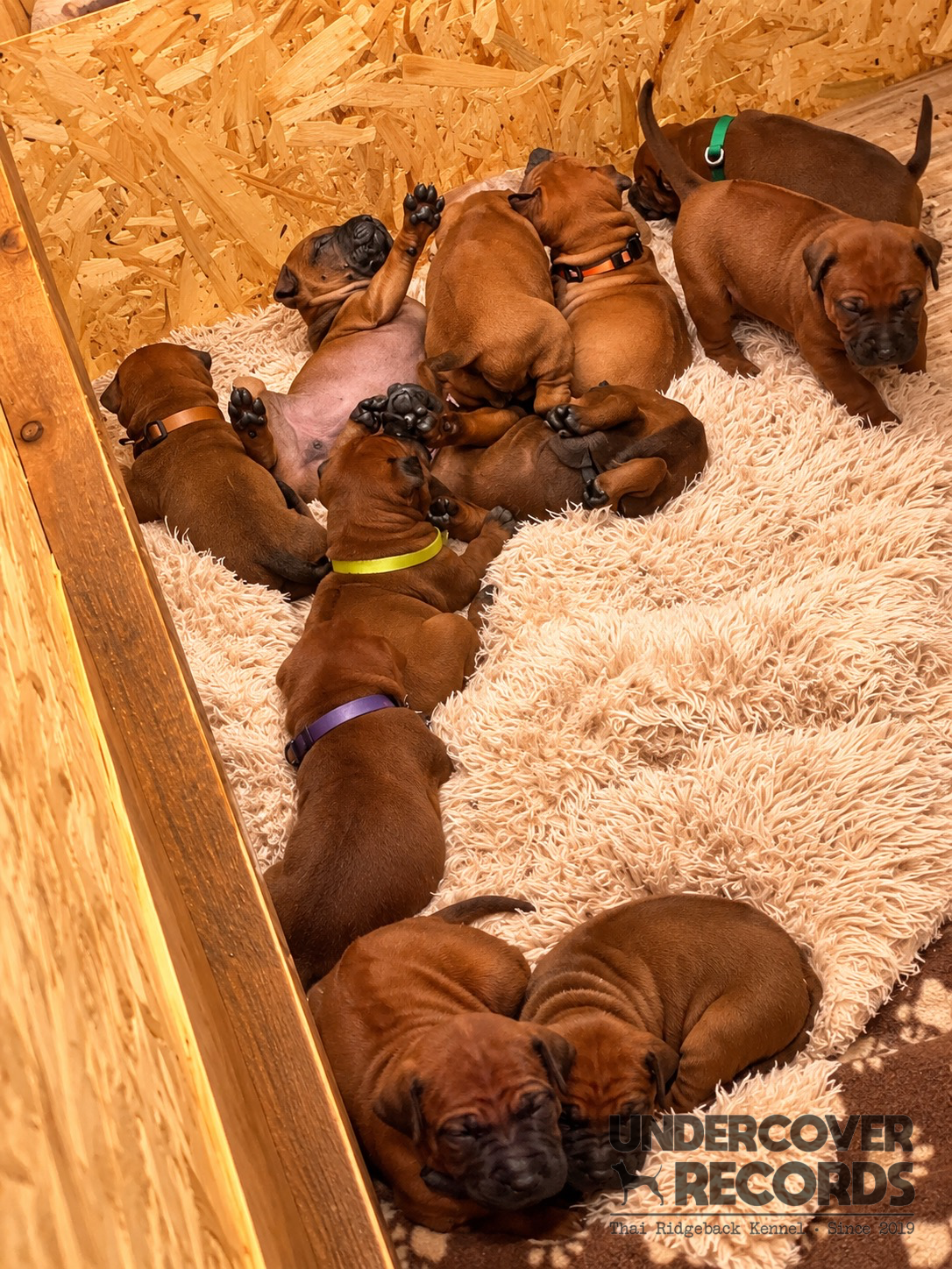 C litter puppies looking up together in the whelping box