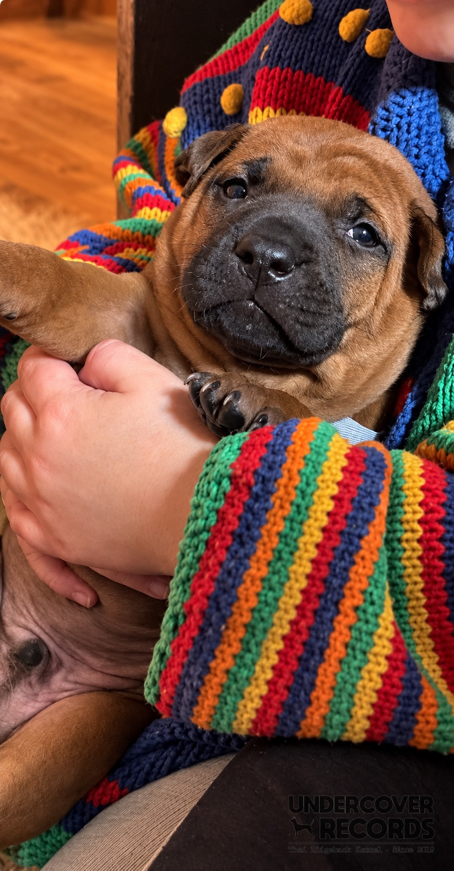 The C litter in the whelping box