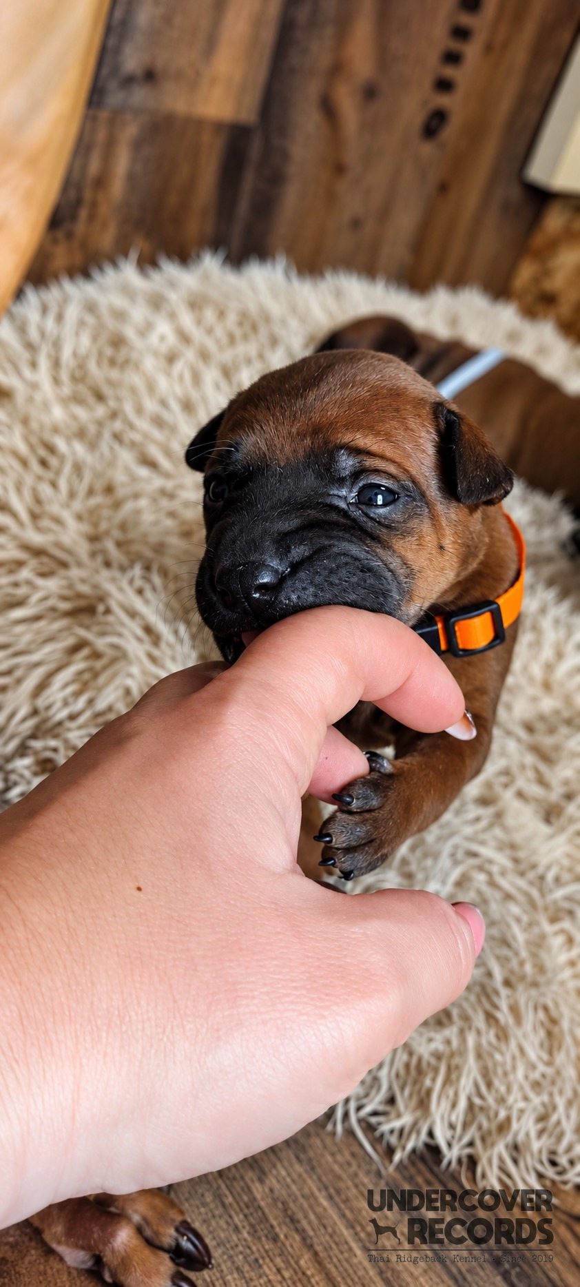 Three young puppies from the C litter