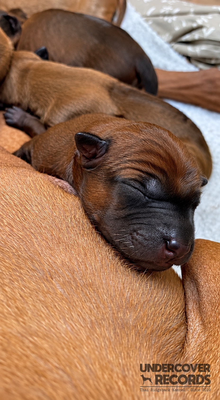 Children with C litter puppies
