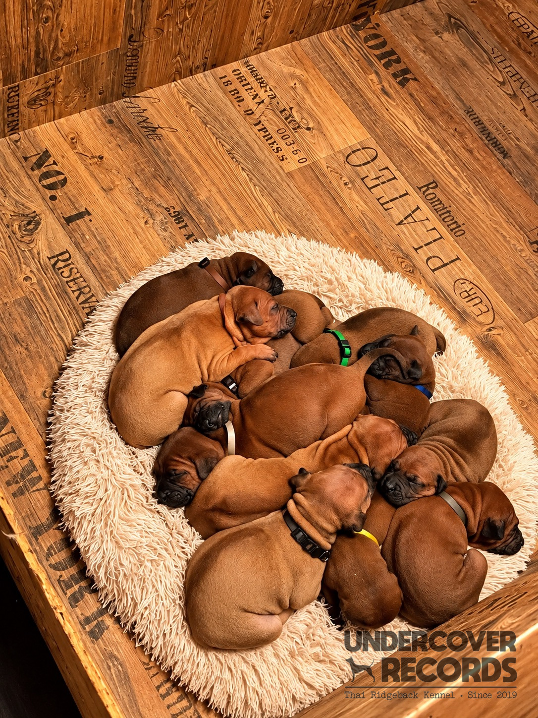 The C litter during the first weeks