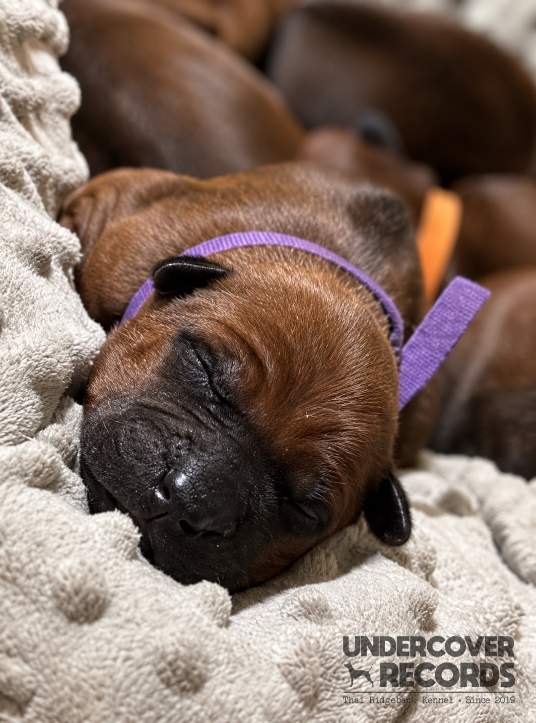 Candy als neugeborener Welpe