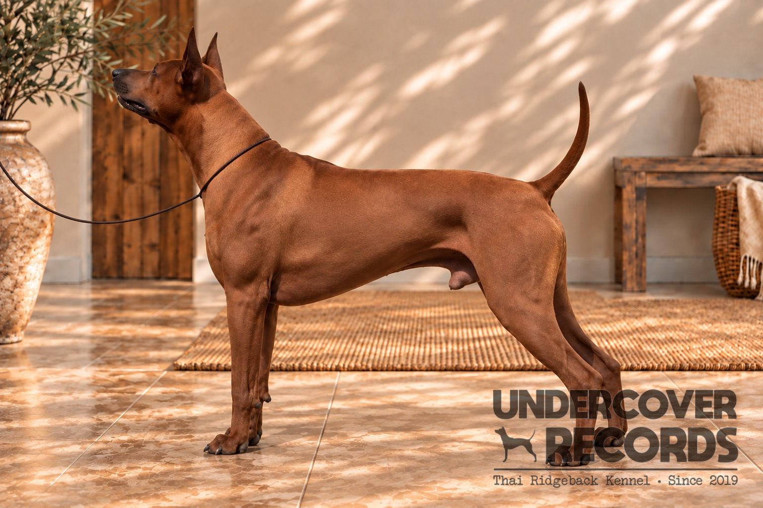 Undercover Records Bring Stars In My Life Like Milkyway – Fred