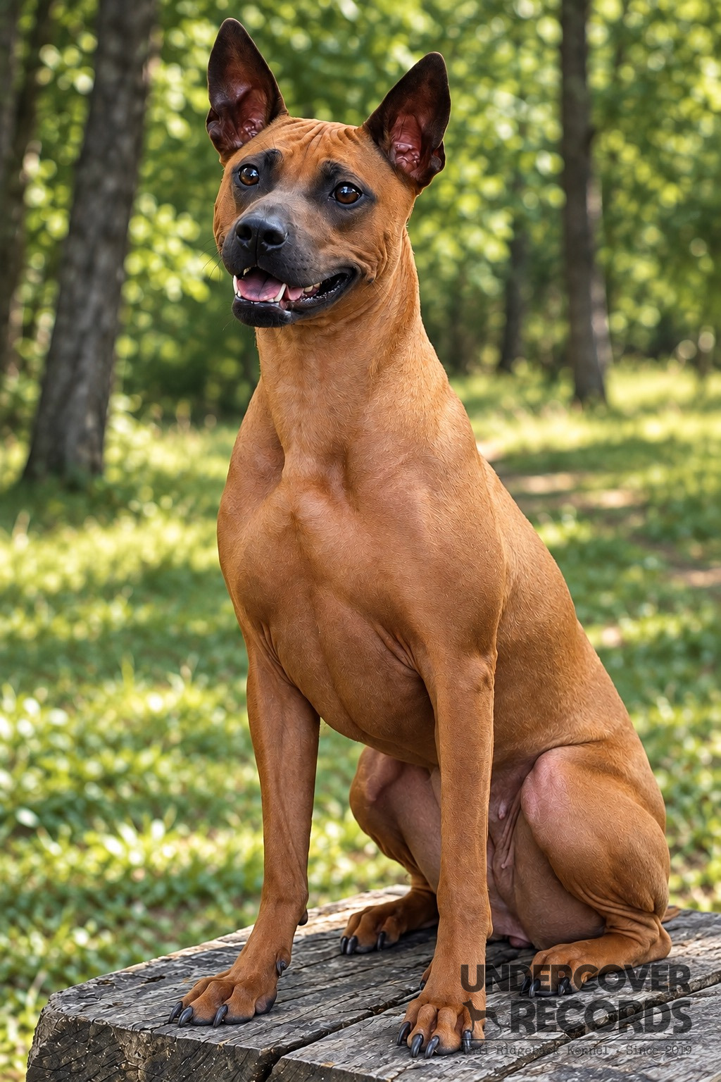 Maya