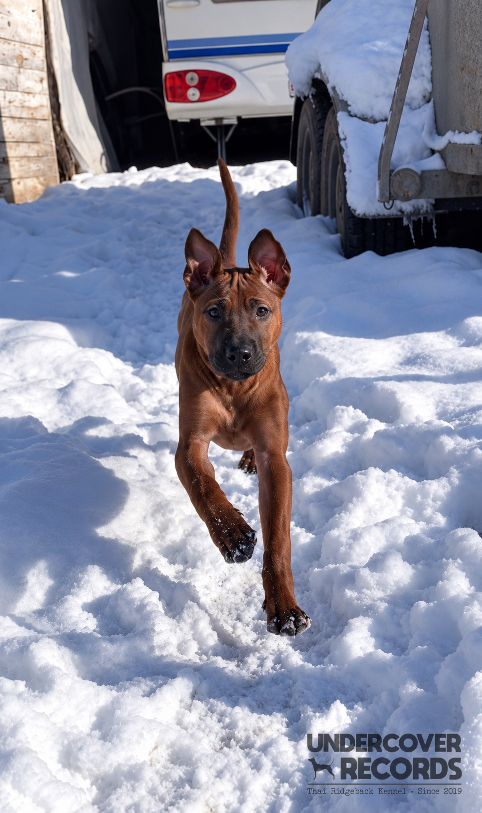 Oly als Junghund im Schnee