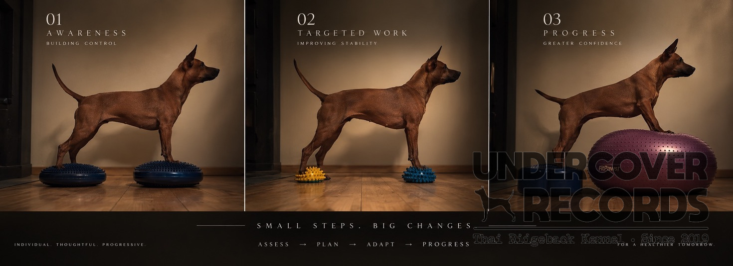 Leben mit unseren Hunden