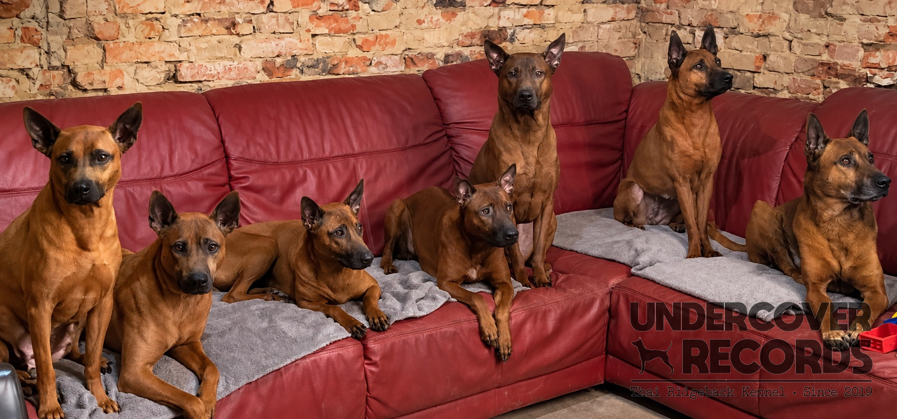 Leben mit unseren Hunden
