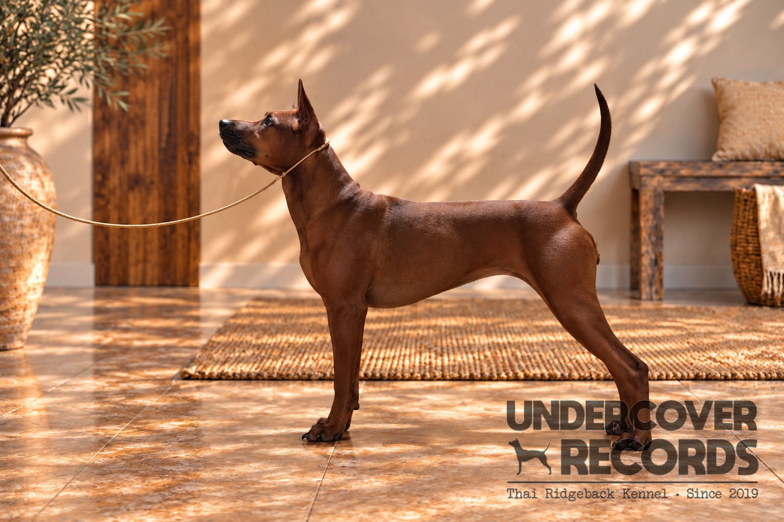 Undercover Records Victoria at Rang Rak – Vic